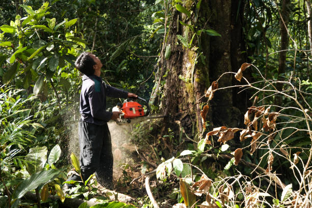 East Rancho Dominguez, CA Tree Service Company